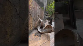 चमत्कार सावन में नाग को खोजते हुए पहुँचा नागिन घर में दिव्य दर्शन घर पर निकला दो नाग साप #shorts 