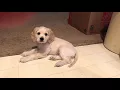 Joey Cocker Spaniel Maltese mix