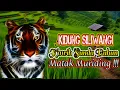 Download Lagu KAWIH SUNDA BUHUN KIDUNG SILIWANGI, MATAK MURIDING‼️