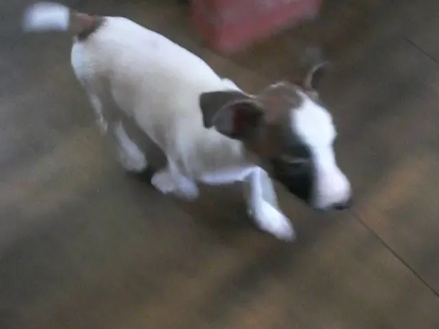 動画
