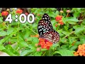 4 Minute Spring Butterfly Timer With Music
