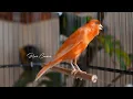 Lagu 🔴 raro canto canário. muito bom para o seu mestre canário  HD  - Rare Canário