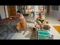 Download Lagu BEGINI RUTIN HARIAN TINGGAL DI KAMPUNG BEBAS BUAT AKTIVITI // 