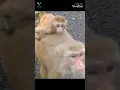 Download Lagu Team_Monkey_Don____Feeding_Biscuit_To_Monkey_Team____Biscuit_Party___#themonkey#loveanimals
