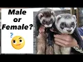 Discover the DIFFERENCE between Male vs Female FERRETS