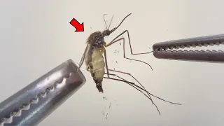 Strange Organs Inside Mosquito - Mosquito Dissection