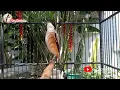Download Lagu BURUNG CENDET ISIAN PRENJAK - MASTERAN BURUNG CENDET TEMBAKAN KASAR