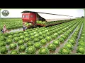 Incredible 2025 Harvest Race – Farmers Reap Million Tons Using Modern Agriculture Machines