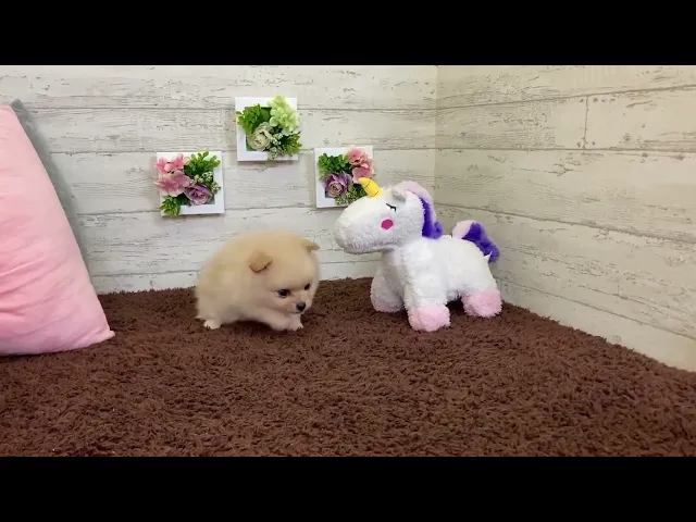 動画