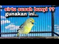 Download Lagu Suara Sirtu Cipoh Gacor Memancing Lawan,Paling Ampuh Untuk Pancingan