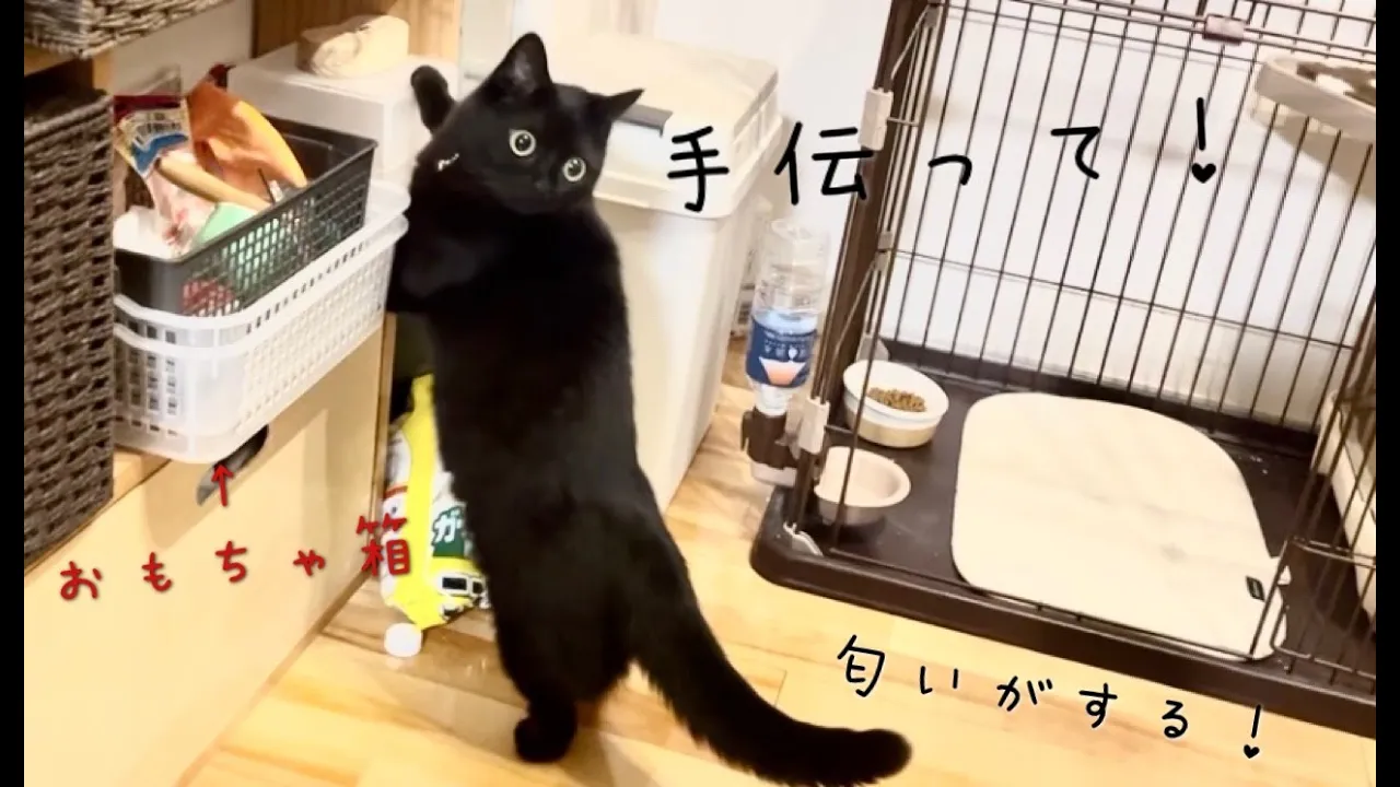 探し物を手伝ってほしい感じを出している黒猫
