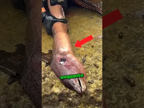 Encontrou Algo Enorme Preso Dentro Do Peixe E Não Conseguia Tirar 😨🐟