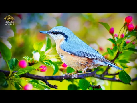 Download MP3 Entspannungsmusik & Vogelgesang - FRÜHLING IM HERZ 🌸 Vogel, Naturgeräusche und Gitarre