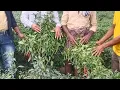 Download Lagu BAYER seminis SVHA1377 chilli Hot pepper