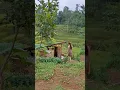 Download Lagu Suasana Toilet Tradisional Dengan Pemandangan Alam Indah #gadisdesa #viral #short #fyp #youtube