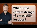 What is the correct dosage of amoxicillin for dogs