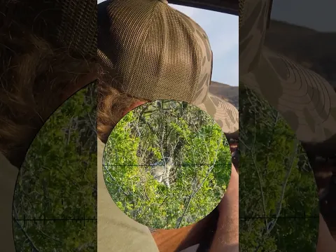 Monkey Down! (CZ 457 Hunting)