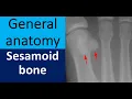 General anatomy Sesamoid bone