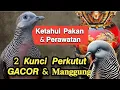 Download Lagu 2 RAHASIA MENGGACORKAN PERKUTUT || Cara Cepat Perkutut Gacor dan Rajin manggung