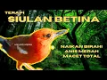 Lagu SIULAN ANIS MERAH BETINA AMPUH BUAT PANCINGAN ANIS MERAH MACET TOTAL GAK BISA BUNYI | HW ANIS MERAH