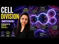 Cell Division Mitosis Explained Stages of Mitosis Cytokinesis