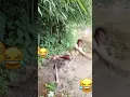 Download Lagu untung gak jantungan,, detik-detik king blukang nyosor