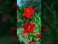 Lagu Cypress Vine Star flower plant #shorts #viralshort #nature