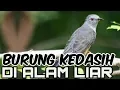 Download Lagu Suara burung Kedasih gacor di alam liar