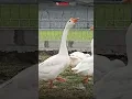 Download Lagu Suara angsa putih di peternakan - white goose sound #shorts #goosesound #goose #audiopluschannel