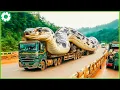 Download Lagu Terrible Off-Road Truck: You Will Be Shocked Truck and Extreme Dangerous Heavy Machinery Machines #3