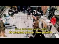 Download Lagu Don t let me down   The Beatles LYRICS LETRA Original1