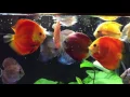 SimplyDiscus feeding on FDBW