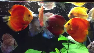 SimplyDiscus feeding on FDBW
