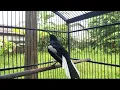 Lagu Suara Kacer Nyiul Bening di Sore Hari | Clear Magpie Robin Whistling Sound