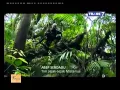 Lagu Jejak Jejak Misterius Trans 7 - 18 Juni 2015 - Macan Macan Penunggu hutan Kayangan Full