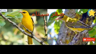 صوت طائر الصفاري للصيد    صوت ابو الصفير للصيد دندنها