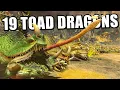19 Toad Dragons