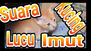 Download Suara anak kucing lucu imutt #kucingambo MP3