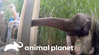 Tamanduá recebe ajuda de especialistas para se alimentar melhor | O Zoológico | Animal Planet Brasil
