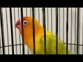 Lagu Lovebird ngekek panjang dengan variasi isian terbaik dan tembakan mewah 16 Desember 2025