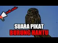 Download Lagu Suara pikat burung hantu||auto datang nyari bunyinya...||kacer43
