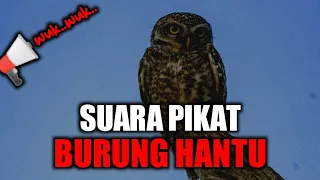 suara pikat burung hantu auto datang nyari bunyinya kacer43