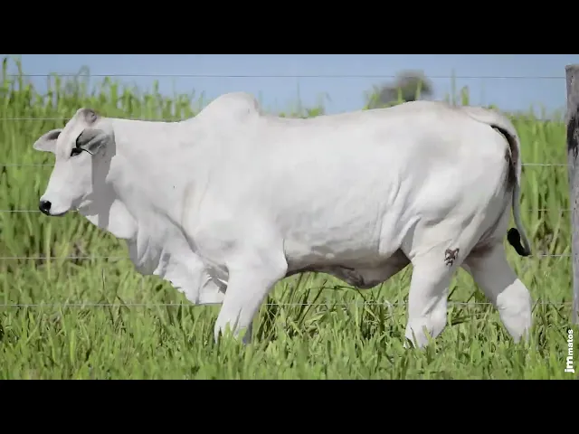 Novilha Nelore MMAR - 4915