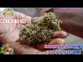 ILGM WEDDING CAKE AUTO WEIGHT IN - WEEK 5 6 AUTO VS PHOTO PT 1
