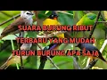 Download Lagu suara burung ribut paling ampuh pikat burung apa saja yang paling di cari