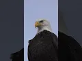Download Lagu The Eagle 🦅 #shorts