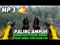 Download Lagu mp3 suara pikat burung sogon, paling ampuh 100 % pasti dapat ‼️konin || sogon mp3 terpercaya