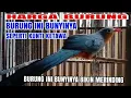 Download Lagu HARGA BURUNG KADALAN KEMBANG YANG BUNYINYA SEPERTI KUNTILANAK KETAWA #penghunibumiofficial