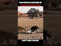 Download Lagu #lion #animals #wildlife #funny #fight #music #slowedandreverb #punk #edit #jim