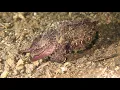 Download Lagu Divers Lodge Lembeh  by Yury Ilyushkin part 1
